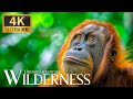 Untamed Adventure Wilderness 🦍 Discovery Amazing Animals Planet Movie With Relaxing Piano Music