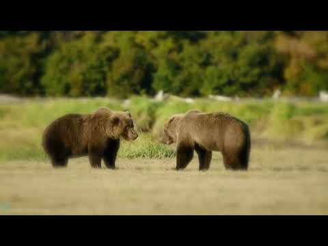 Video thumbnail jlCFknLZc3E