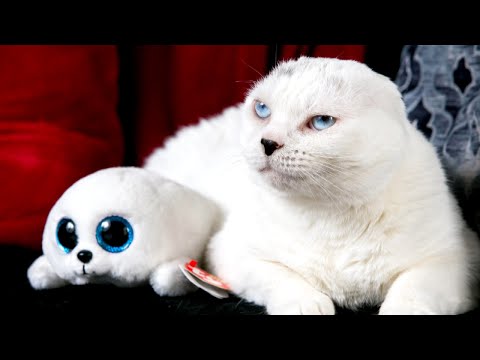 Cuddly Cat With No Ears and Blue Eyes Looks Just Like His Toy Seal Best Friend