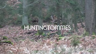 Drückjagd auf Rotwild und Sauen mit Jagen NRW