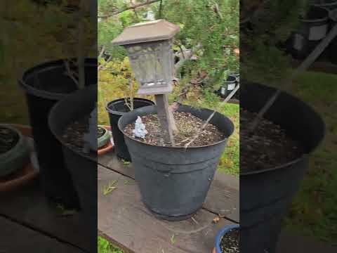 Short walk around the bonsai studio in late summer 2023