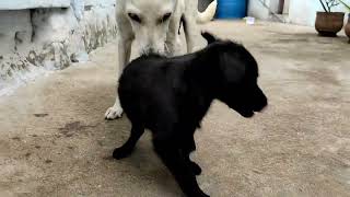 India Mother dog and Puppy Play #kiranraja786