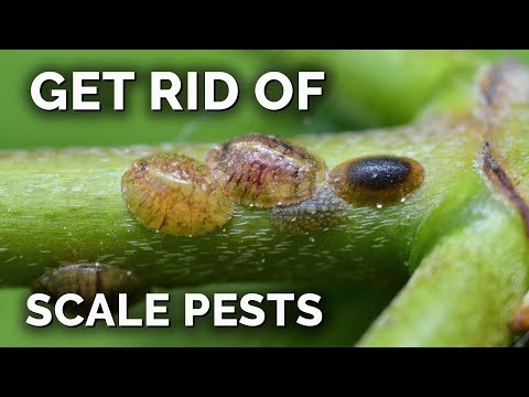 The COMPLETE Guide to Getting Rid of Scale Insects