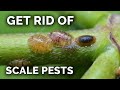 The COMPLETE Guide to Getting Rid of Scale Insects