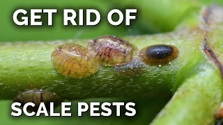 The COMPLETE Guide to Getting Rid of Scale Insects