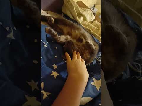 💋😻,если что она спит