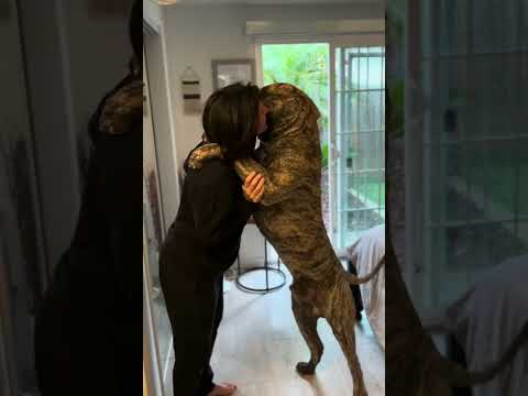 Big dogs and bravado: letting my dog lick my face #fok #mastiff #brindle