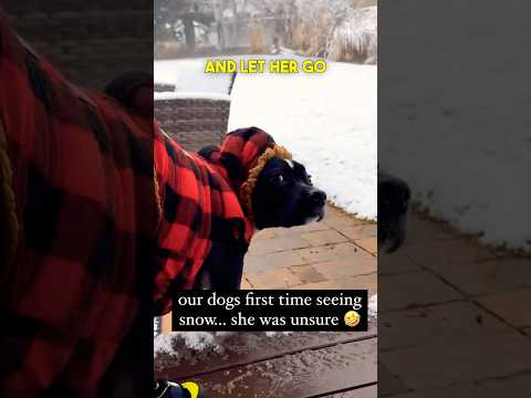 Dogs First Time Seeing Snow ❄️