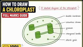 CHLOROPLAST DIAGRAM: labels & functions explained | Photosynthesis | grade 8-12 | Life Science