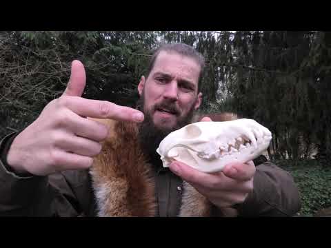 NaturNørd 262. Jagten på den røde ræv. Lykkedes det mon??