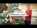 How To Grow Madhumalti Happy And Healthy Garden Up Basics Ep 15