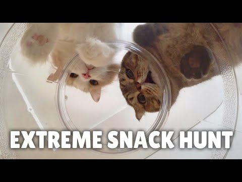 Find the Hidden Cat Treat Challenge