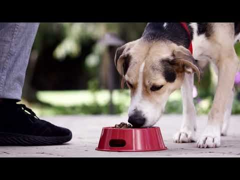 Redbarn Dry Dog Food (A Healthy Dog Is A Happy Dog)