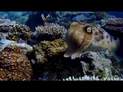 Swim Cuttlefish, Swim!