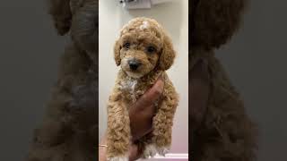 Video preview image #5 Poodle (Miniature) Puppy For Sale in WALDORF, MD, USA