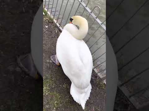 Jephson Gardens Leamington Spa