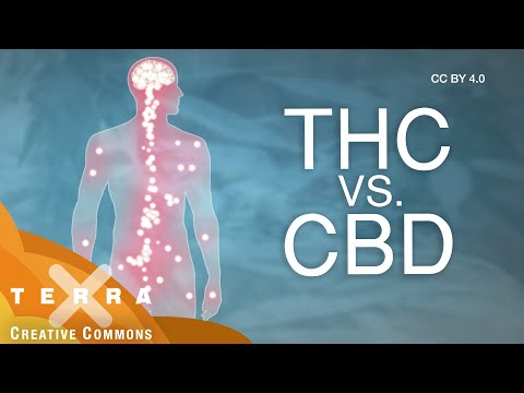 Drogen – So wirkt Cannabidiol aus Hanfpflanzen | CC BY 4.0 I Terra X