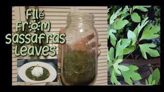 Filé Powder for Gumbo from  Sassafras leaves