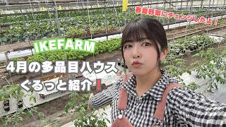 【姉妹農業】4月の~IKE FARM~の多品目栽培ハウス紹介🥬春夏野菜に植え替えしたよお！#少量多品目 #農家 #家庭菜園
