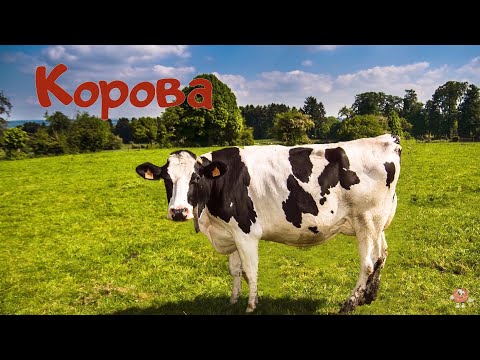 Пізнавальні відео для дітей українською мовою. Назви та голоси свійських тварин.