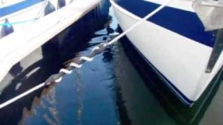 preview picture of video 'Bruinvis in de Jachthaven Bruinisse 1'