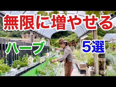 窓辺のハーブ:家の中でも育つこの5種類 トピックス