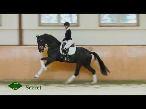 Secret - Gestüt W.M. 2017