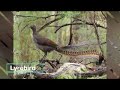 62 Lyrebird
