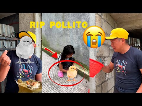 SE ROBARON A MI POLLITO😭😭