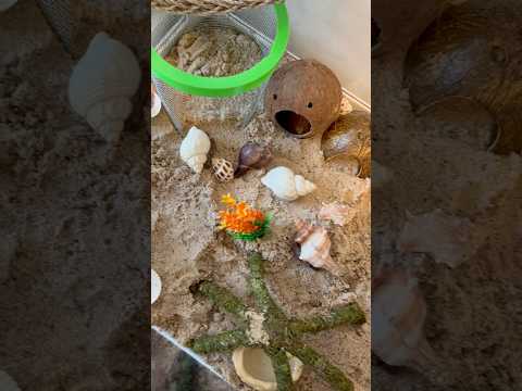 *NEW* HERMIT CRAB HOME (for 6 Crabs) #shorts #hermitcrabs #home #fyp #happy #crab #cute #pets #like