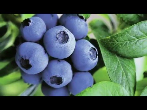 Heidelbeeren - Pflanzen für Ihren Garten