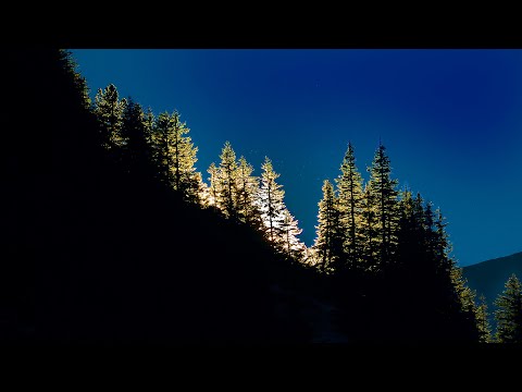 Nerastú jedle do neba