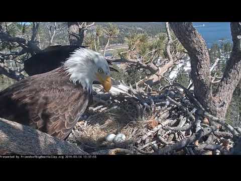 3-14-19 Big Bear Eagles- Shadow Brings In Half Eaten FISH!