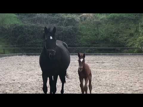 1.Tag Hengstfohlen v. Schäplitzer x High Motion