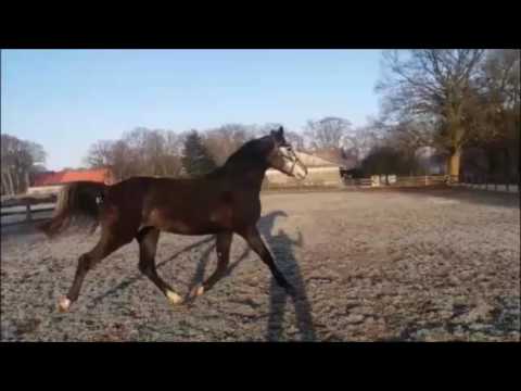 Fairy Tale Princess 3 jährige Stute von Fairbanks/Chico's Boy