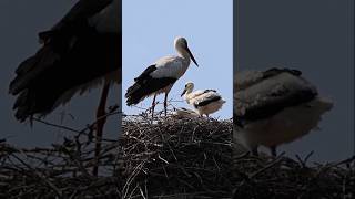Wild Stork in the Netherlands! 野生のコウノトリ!#birds#vogel #wildlife #オランダ#野鳥# #コウノトリ#コウノトリの雛#野鳥雛#ooievaar