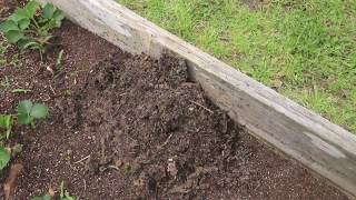 How To Get Rid of Ants In Your Garden (100% Proof It Works!!!!!)