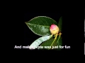 Slide Show de flores Camelias - Jamie O´Neal - All ...