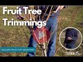 Video preview for Fruit Tree Trimmings - How to Dispose of them?