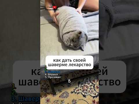 ТОП 5 способов дать кошке лекарство 💊