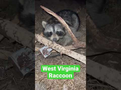 Raccoon in the dark. #raccoon #raccoontrapping #trapping #traps #outdoors #nature #woods #farm
