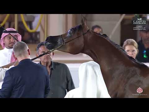 N 60 D NIVEEN   Fujairah International AH Championship 2025   Fillies 2 Years Old   Section A Class