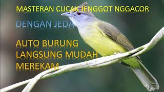 Download lagu MASTERAN MURAI SUARA CUCAK JENGGOT NGEBREN // DENGAN JEDA AGAR SUARA MASTERAN MUDAH MASUK mp3
