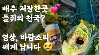 배추 저장한 땅속 