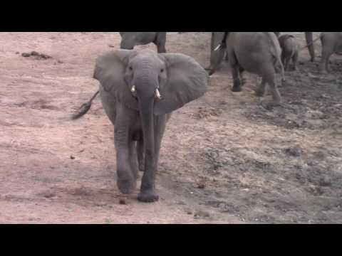 Elephant mock charge in the Kruger