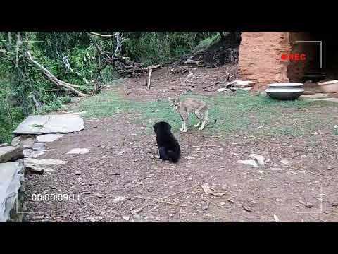 Fighting Cat 🐱 and Puppy 🐶.