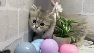 スコティッシュストレートの動画01