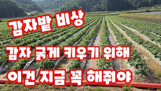 감자 가뭄 해결 양수기 동원 물공급 하는 방법 자연과함께하는 청정괴산 (감자재배방법)
