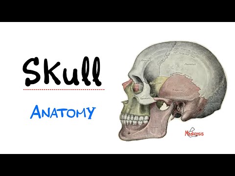 Introduction to Head & Neck Anatomy - The Skull Bones - Anatomy Series
