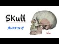 Introduction To Head Neck Anatomy The Skull Bones Anatomy Series